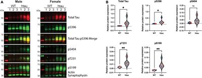 Hyperphosphorylated Human Tau Accumulates at the Synapse, Localizing on Synaptic Mitochondrial Outer Membranes and Disrupting Respiration in a Mouse Model of Tauopathy